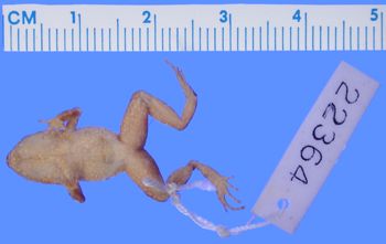 Media type: image; Herpetology A-22364